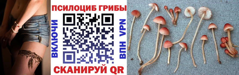 Псилоцибиновые грибы Psilocybe  Купить где  Козьмодемьянск 